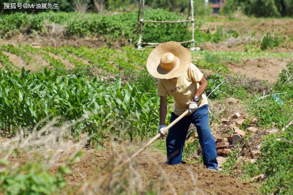 七字锄头绿草蓝天四波唳脆声打一最准确生肖仔细释义、解释与落实、统计解答解释落实